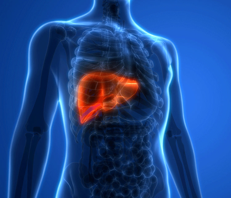 The belly is the symptom. The liver is the processing bottleneck.